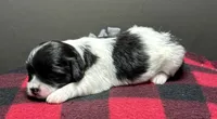 Hilda, a male Shichon for sale in Bonaparte, IA – 4 of 7