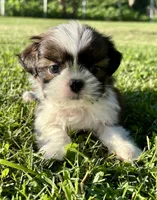 Gabe, a male Shih Tzu for sale in Bonaparte, IA – 10 of 10