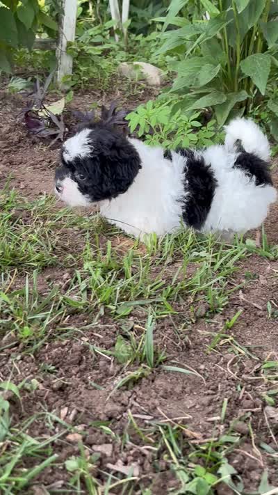 Elroy, a male Shihpoo for sale in Bonaparte, IA – 4 of 10