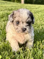 Enga, a female Shihpoo for sale in Bonaparte, IA – 2 of 7