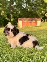 Elroy, a male Shihpoo for sale in Bonaparte, IA – 2 of 7