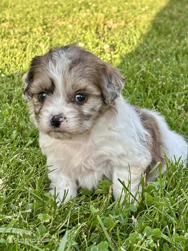 Etta – Shihpoo puppy for sale in Bonaparte, IA