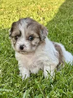 Etta, a female Shihpoo for sale in Bonaparte, IA – 1 of 6