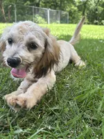 Zeke, a male Shihpoo for sale in Bonaparte, IA – 6 of 9