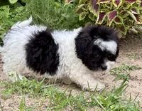 Elroy, a male Shihpoo for sale in Bonaparte, IA – 8 of 10