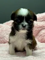 Grace, a female Shih Tzu for sale in Bonaparte, IA – 3 of 8
