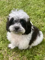 Cam, a male Shihpoo for sale in Bonaparte, IA – 10 of 10