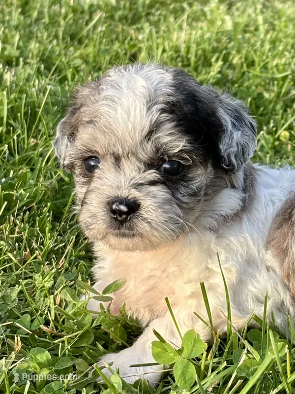 Enga – Shihpoo puppy for sale in Bonaparte, IA