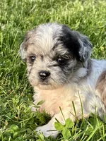 Enga, a female Shihpoo for sale in Bonaparte, IA – 1 of 7
