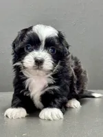 carl, a male Shihpoo for sale in Bonaparte, IA – Photo 9 of 9