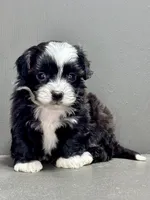 carl, a male Shihpoo for sale in Bonaparte, IA – Photo 8 of 9