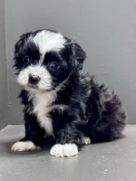 carl, a male Shihpoo for sale in Bonaparte, IA – Photo 2 of 9
