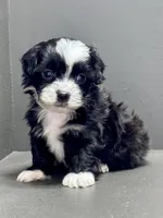 carl, a male Shihpoo for sale in Bonaparte, IA – Photo 6 of 9