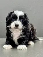 carl, a male Shihpoo for sale in Bonaparte, IA – Photo 4 of 9