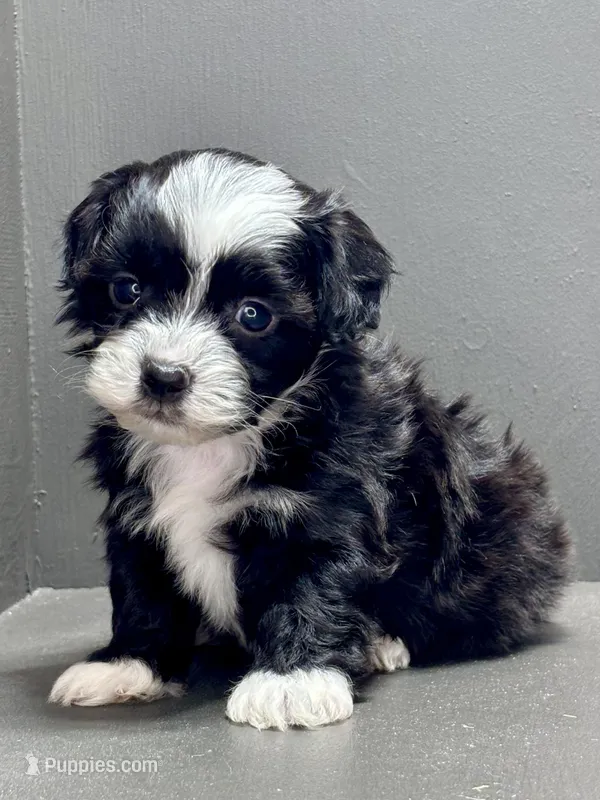 carl, a male Shihpoo for sale in Bonaparte, IA – Photo 1 of 9