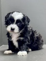 carl, a male Shihpoo for sale in Bonaparte, IA – Photo 1 of 9