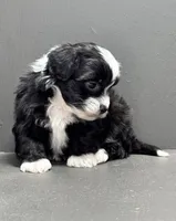 carl, a male Shihpoo for sale in Bonaparte, IA – Photo 5 of 9