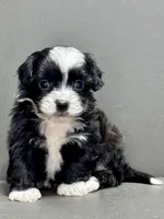 carl, a male Shihpoo for sale in Bonaparte, IA – Photo 7 of 9