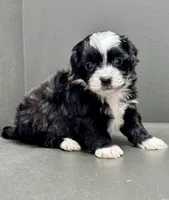 carl, a male Shihpoo for sale in Bonaparte, IA – Photo 3 of 9