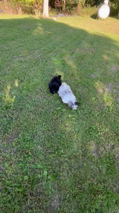 Jan, a female Shihpoo for sale in Bonaparte, IA – 9 of 9