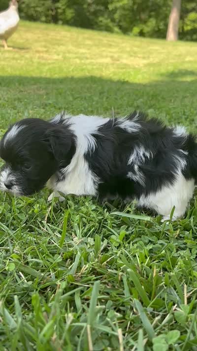 Heidi, a male Shichon for sale in Bonaparte, IA – 10 of 10