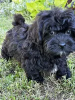 Ken, a male Shihpoo for sale in Bonaparte, IA – 6 of 10