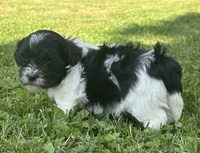 Heidi, a male Shichon for sale in Bonaparte, IA – 5 of 10