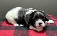 Hilda, a male Shichon for sale in Bonaparte, IA – 3 of 7