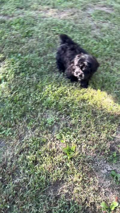 Ken, a male Shihpoo for sale in Bonaparte, IA – 9 of 10