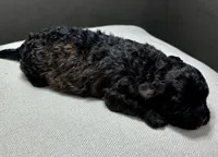 Ina, a female Shihpoo for sale in Bonaparte, IA – 5 of 6