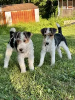 Alice, a female Wire Fox Terrier for sale in Bonaparte, IA – 7 of 10