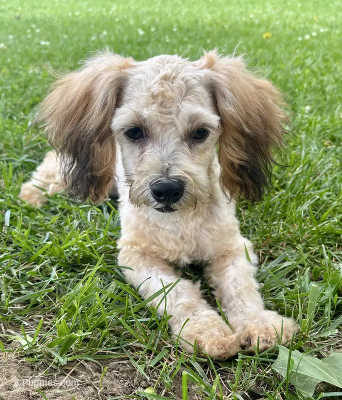 Zeke, a male Shihpoo for sale in Bonaparte, IA – 1 of 9