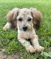 Zeke, a male Shihpoo for sale in Bonaparte, IA – 1 of 9