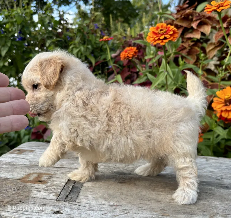 Pammy – Maltipoo puppy for sale in Bonaparte, IA