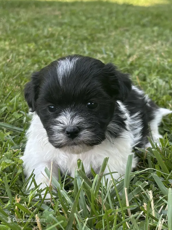 Heidi – Shichon puppy for sale in Bonaparte, IA