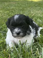 Heidi, a male Shichon for sale in Bonaparte, IA – 1 of 10