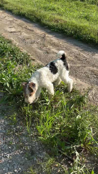 Alice, a female Wire Fox Terrier for sale in Bonaparte, IA – 9 of 10