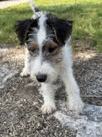 Ava, a female Wire Fox Terrier for sale in Bonaparte, IA – 5 of 9