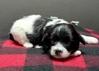 Hilda, a male Shichon for sale in Bonaparte, IA – 2 of 7
