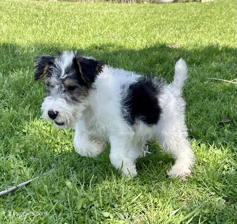 Apollo – Wire Fox Terrier puppy for sale in Bonaparte, IA