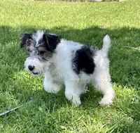Apollo, a male Wire Fox Terrier for sale in Bonaparte, IA – 1 of 10