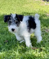 Apollo, a male Wire Fox Terrier for sale in Bonaparte, IA – 2 of 10