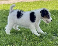 Apollo, a male Wire Fox Terrier for sale in Bonaparte, IA – 4 of 10