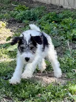 Apollo, a male Wire Fox Terrier for sale in Bonaparte, IA – 3 of 10