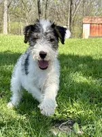 Apollo, a male Wire Fox Terrier for sale in Bonaparte, IA – 5 of 10
