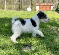 Apollo, a male Wire Fox Terrier for sale in Bonaparte, IA – 7 of 10