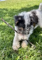 Apollo, a male Wire Fox Terrier for sale in Bonaparte, IA – 9 of 10