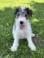 Apollo, a male Wire Fox Terrier for sale in Bonaparte, IA – 8 of 10
