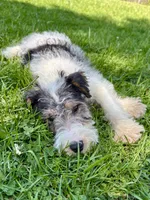 Apollo, a male Wire Fox Terrier for sale in Bonaparte, IA – 10 of 10