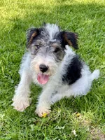 Apollo, a male Wire Fox Terrier for sale in Bonaparte, IA – 6 of 10